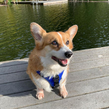 Load image into Gallery viewer, Stohlquist Pup Float Deluxe Dog Life Vest